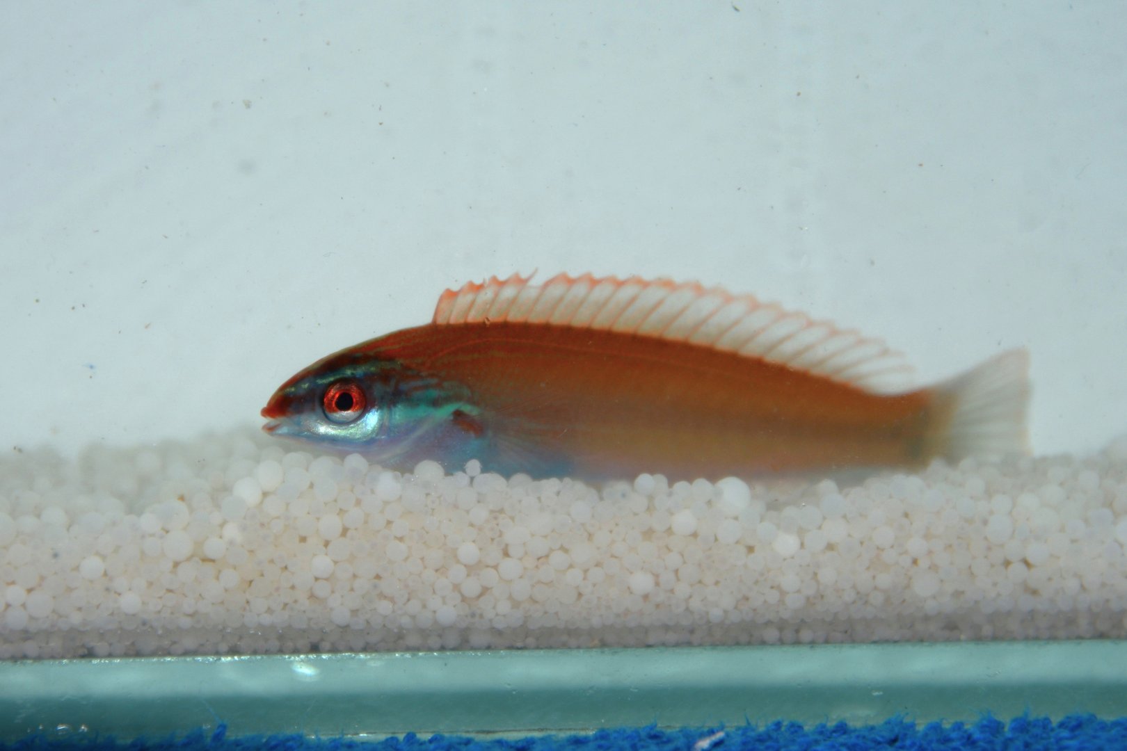 Redspot wrasse (Pseudocoris yamashiroi)