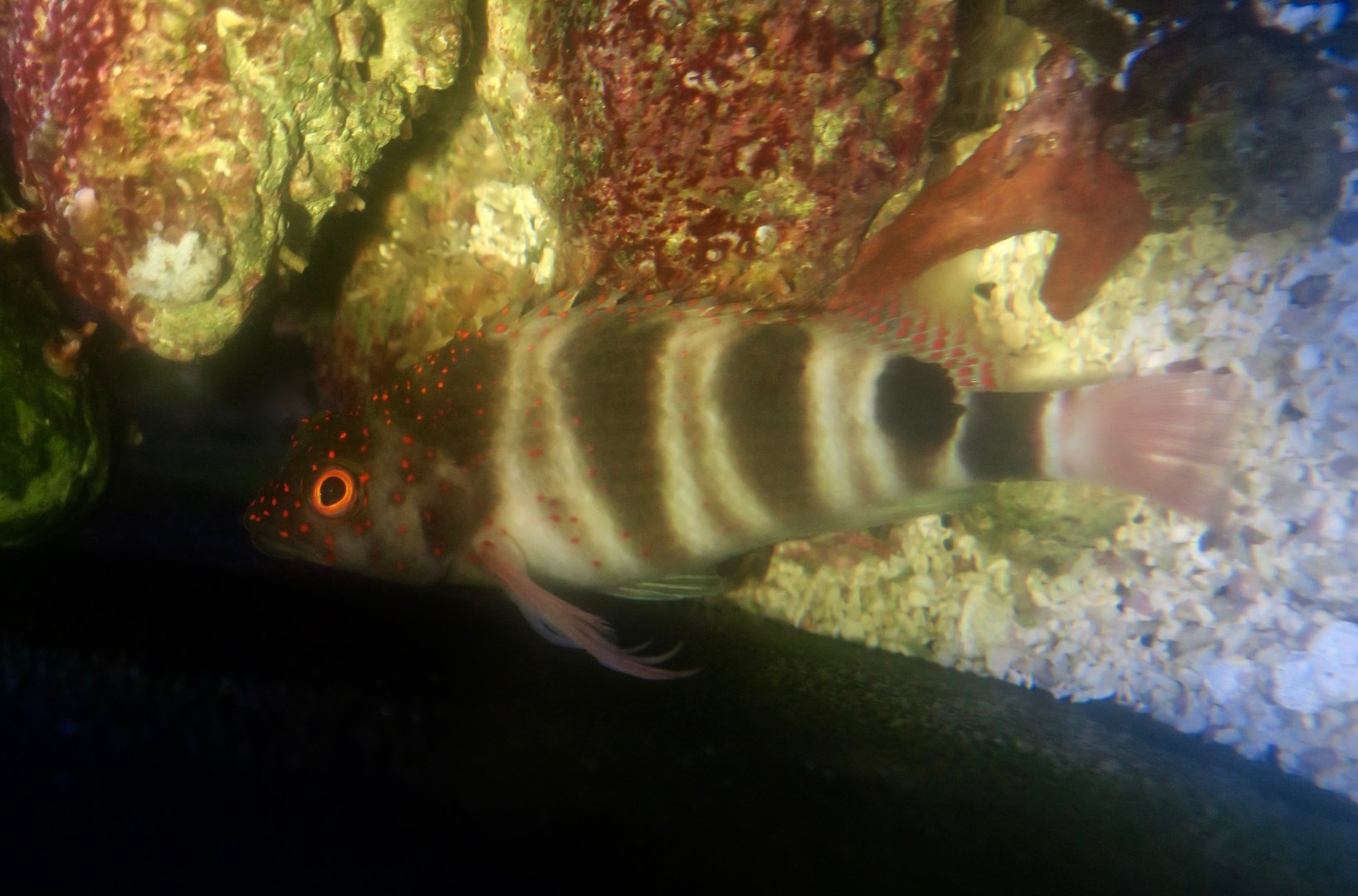 Redspotted Hawkfish (Amblycirrhitus pinos)