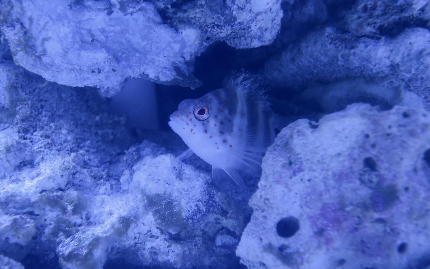 Redspotted Hawkfish (Amblycirrhitus pinos)