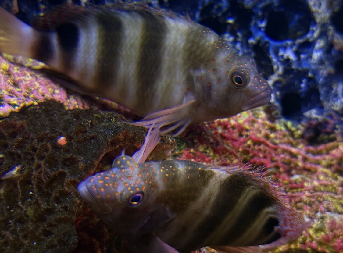Redspotted Hawkfish (Amblycirrhitus pinos)
