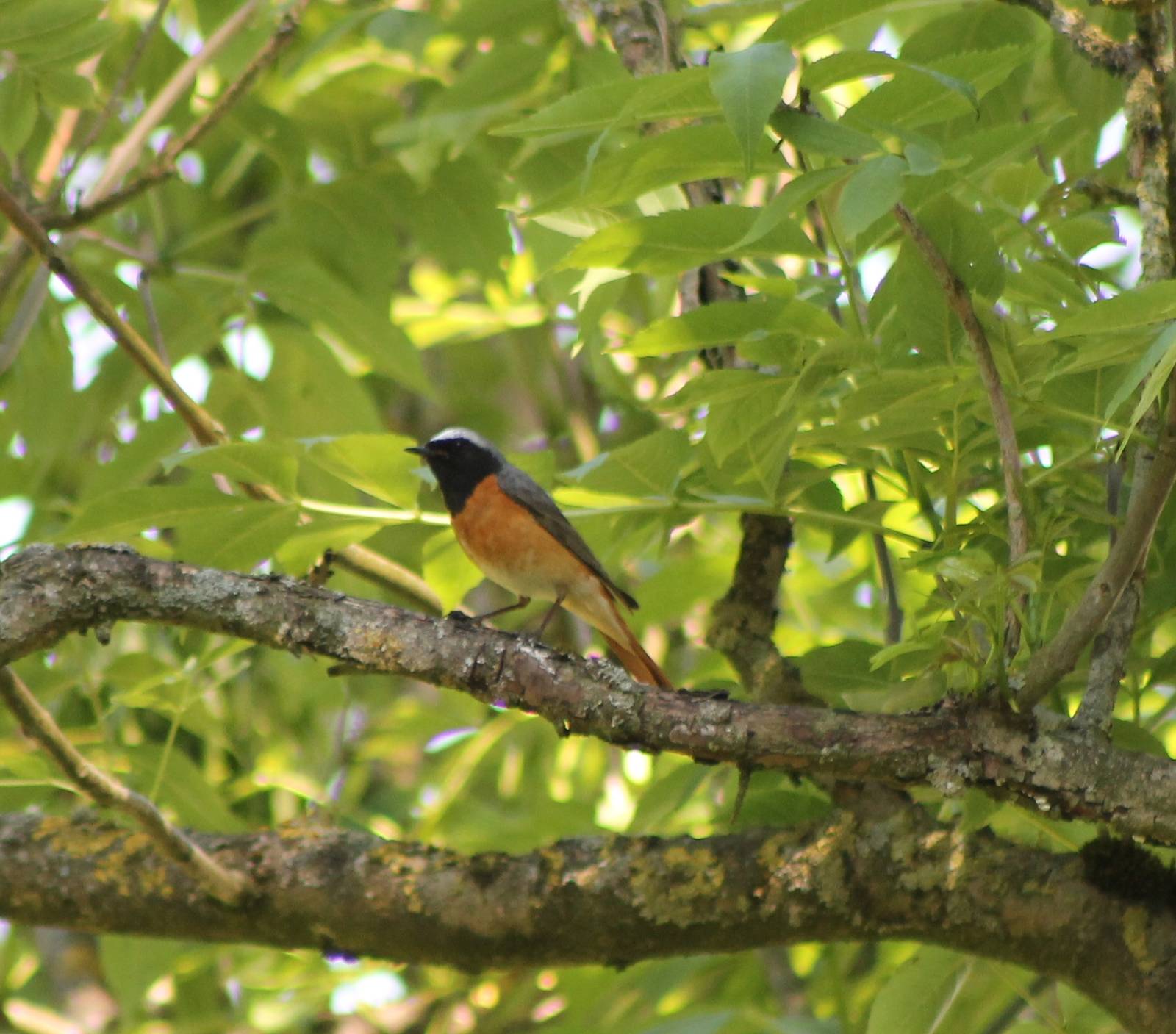 Redstart