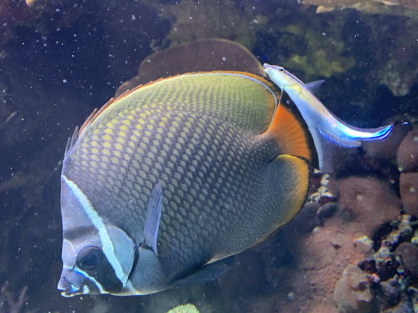 Redtail Butterflyfish (Chaetodon collare)