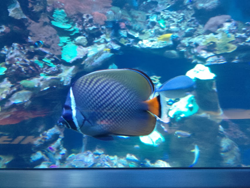 Redtail butterflyfish