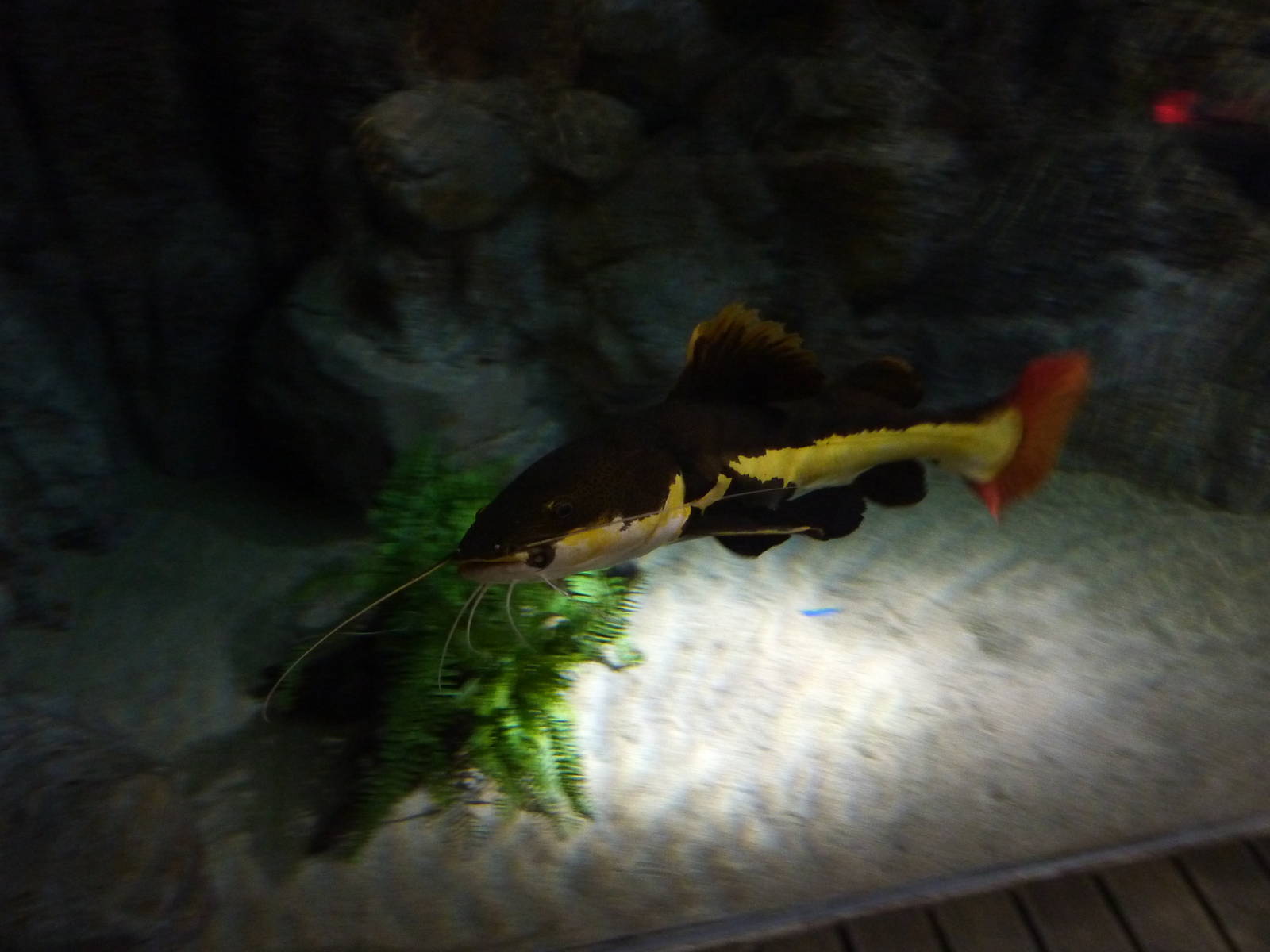 Redtail catfish, 10th April 2012