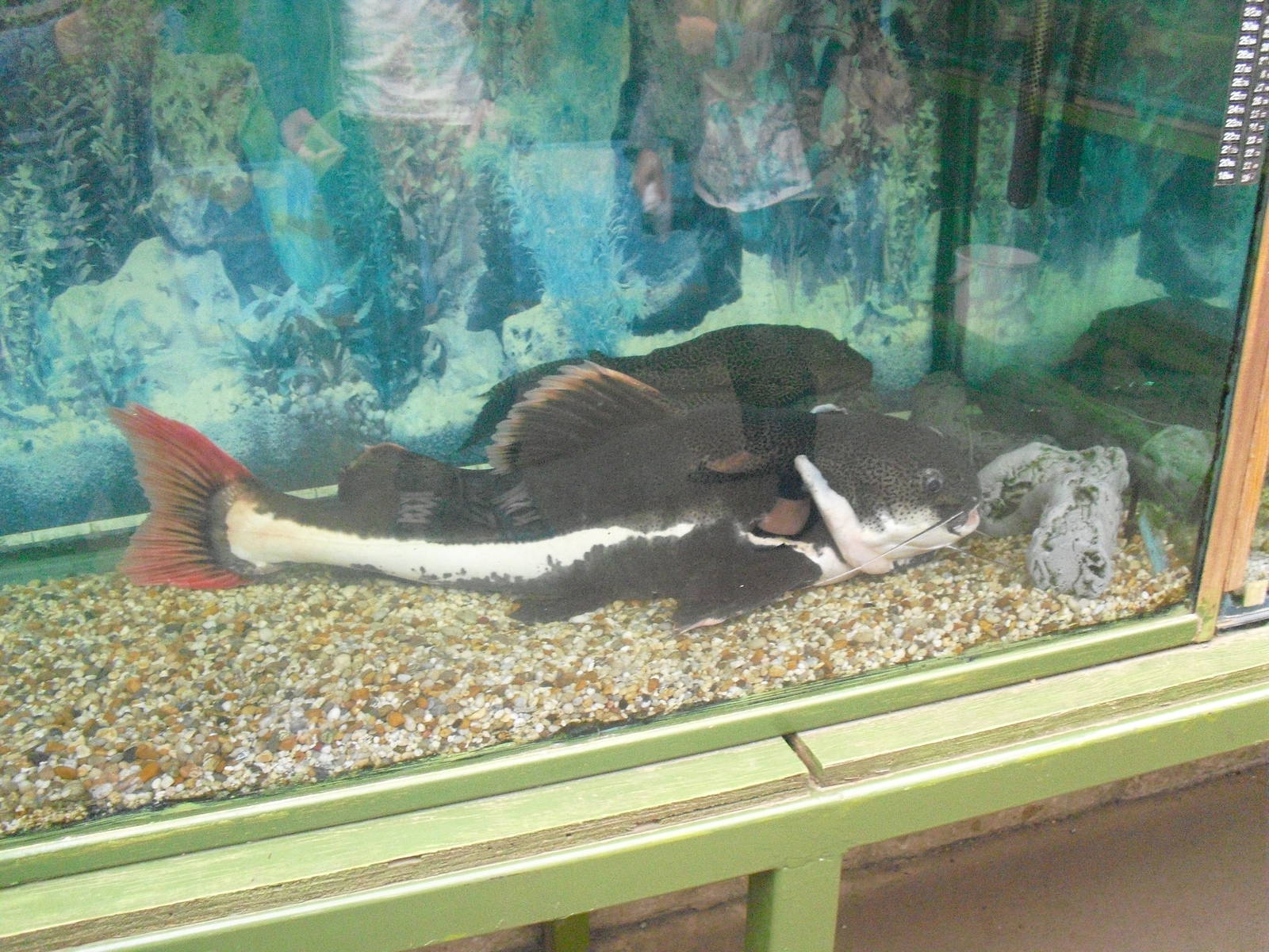 Redtail Catfish - 16/10/2011