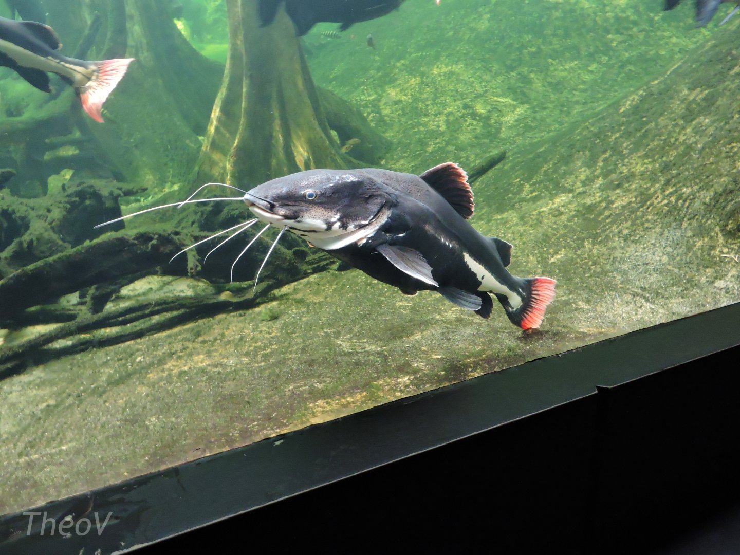 Redtail catfish [2015]