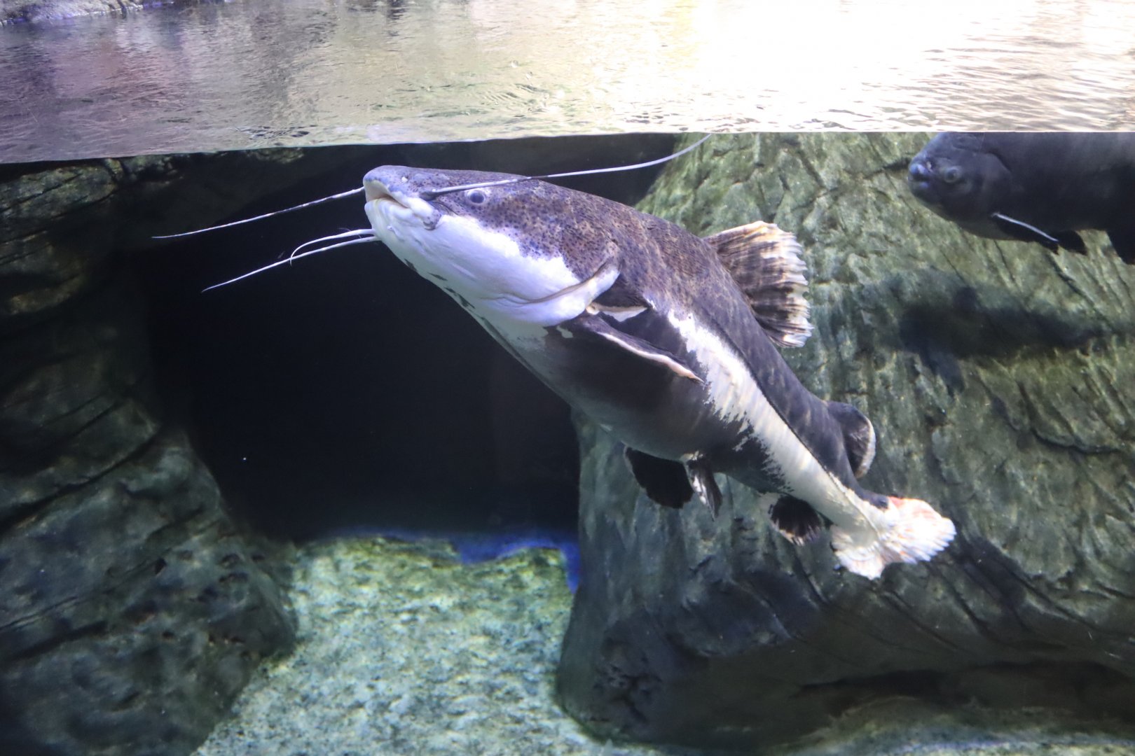 Redtail Catfish - 24 June 2024