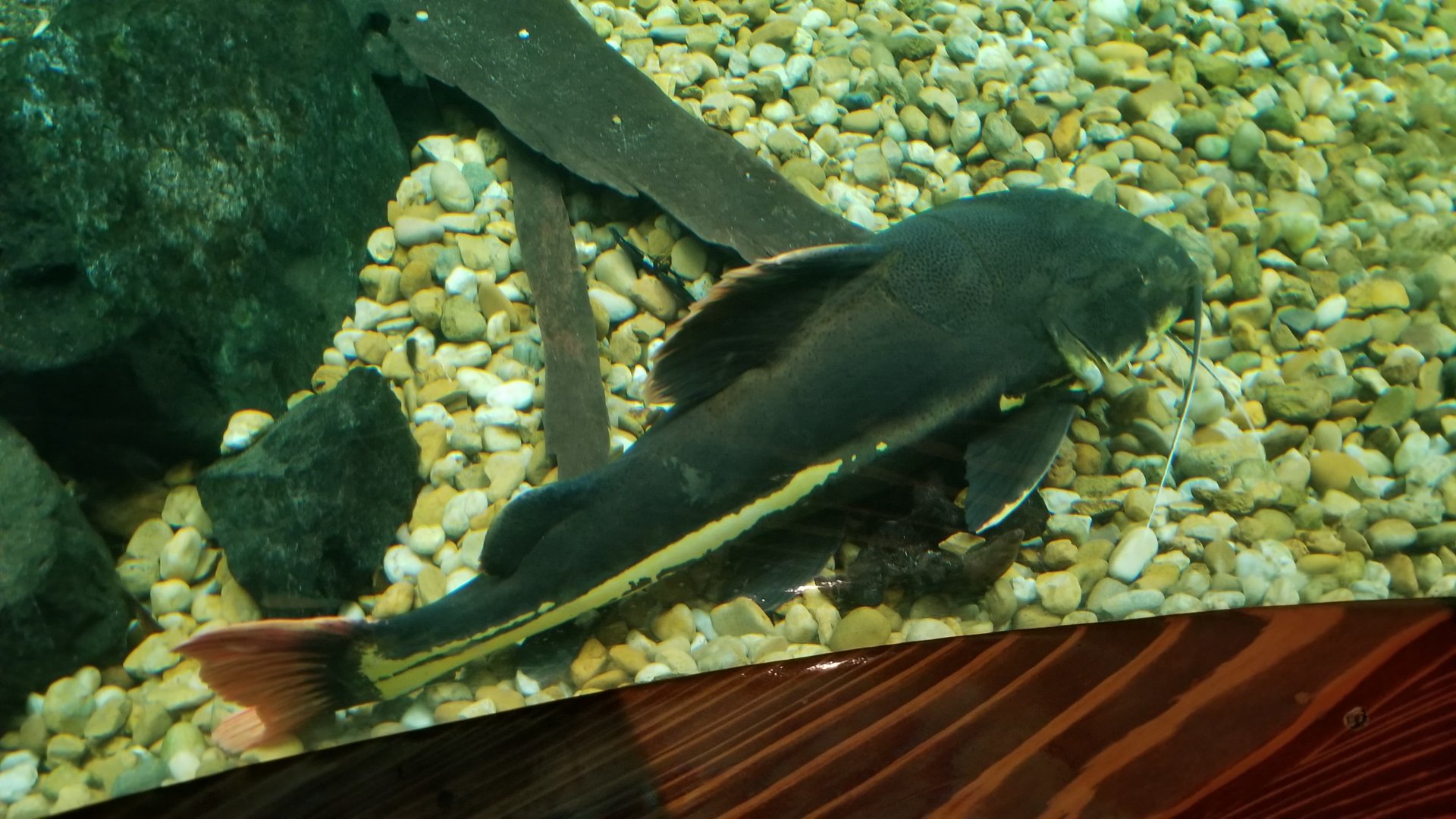 Redtail Catfish, Amazonia