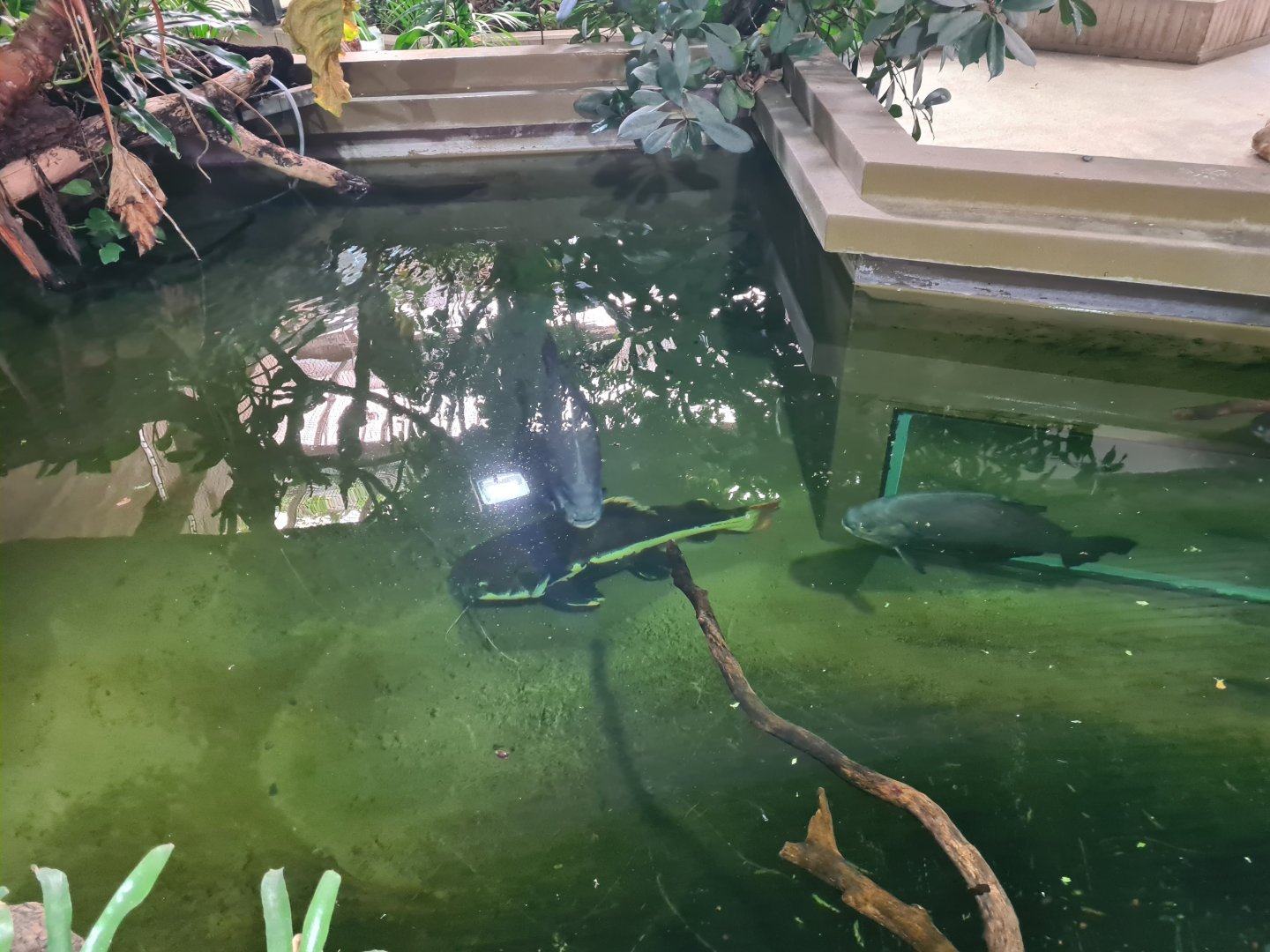 Redtail catfish and black pacu