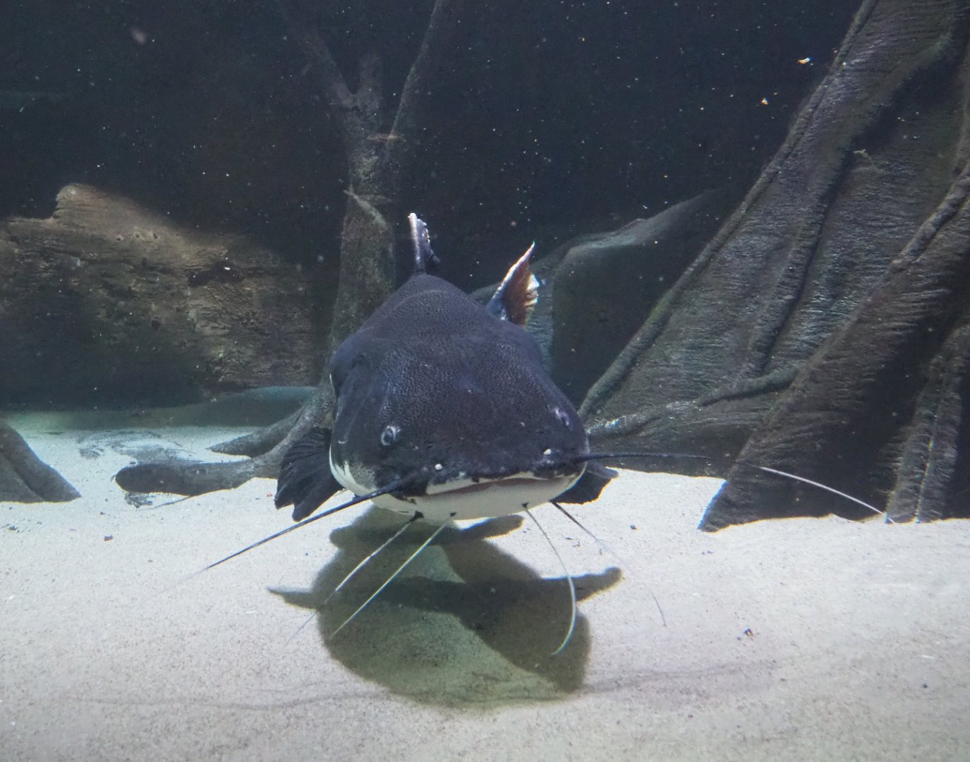 Redtail catfish or Pirarara (Phractocephalus hemioliopterus), 2021-07-17
