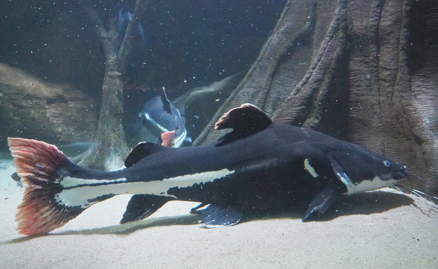 Redtail catfish or Pirarara (Phractocephalus hemioliopterus), 2021-07-17