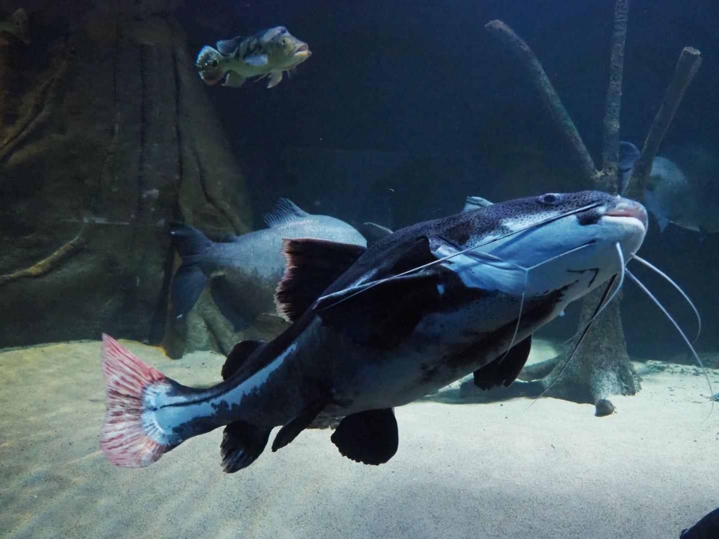 Redtail catfish (Phractocephalus hemiliopterus), 2019-04-20