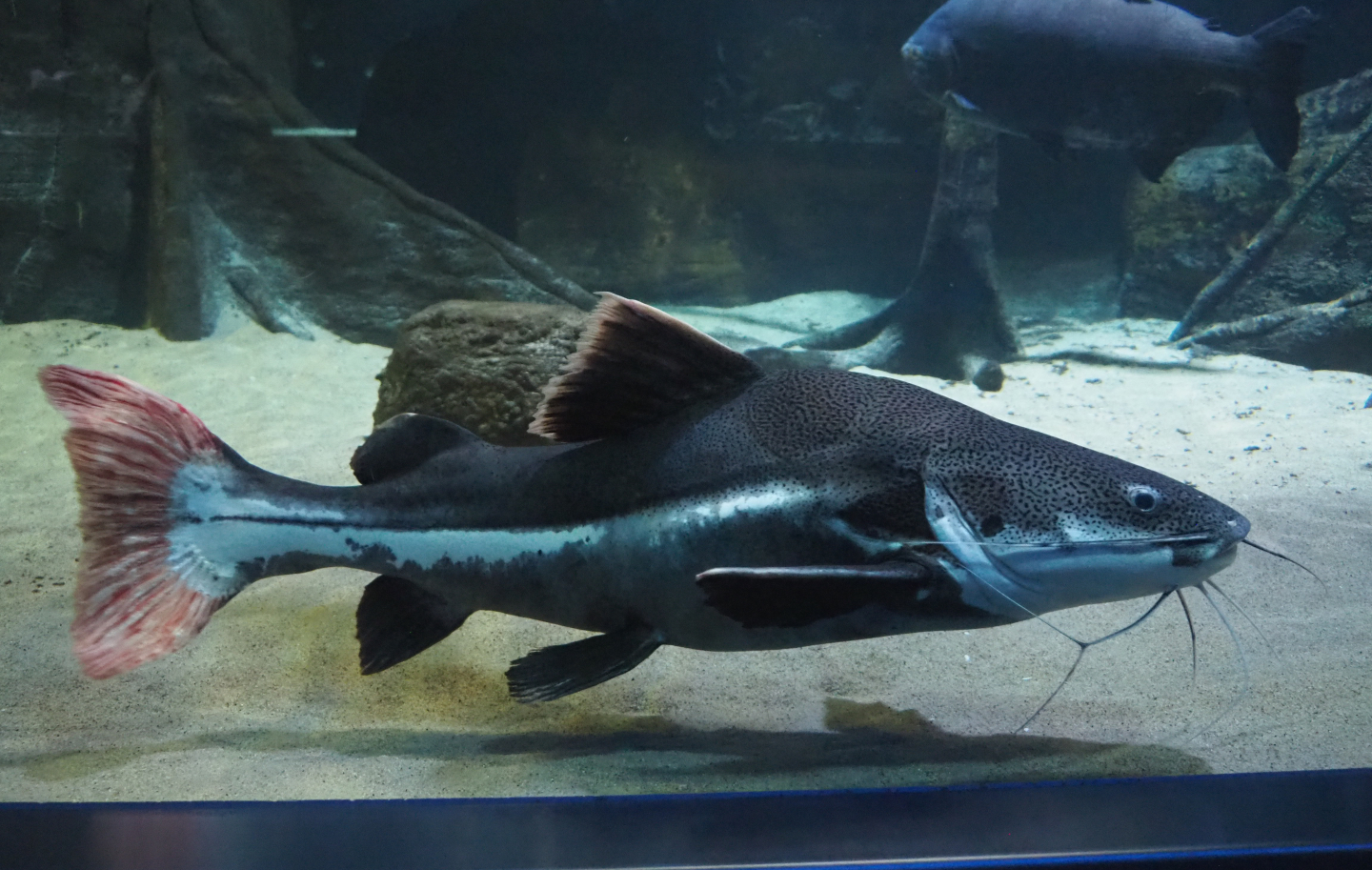 Redtail catfish (Phractocephalus hemioliopterus), 2020-06-28