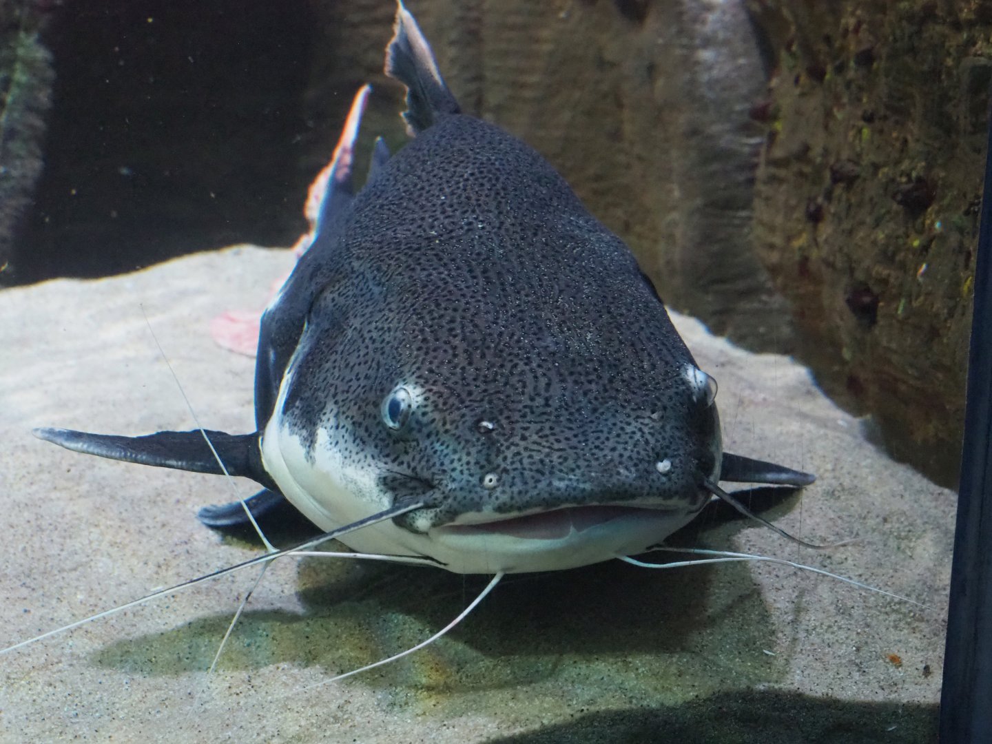 Redtail catfish (Phractocephalus hemioliopterus), 2022-05-26