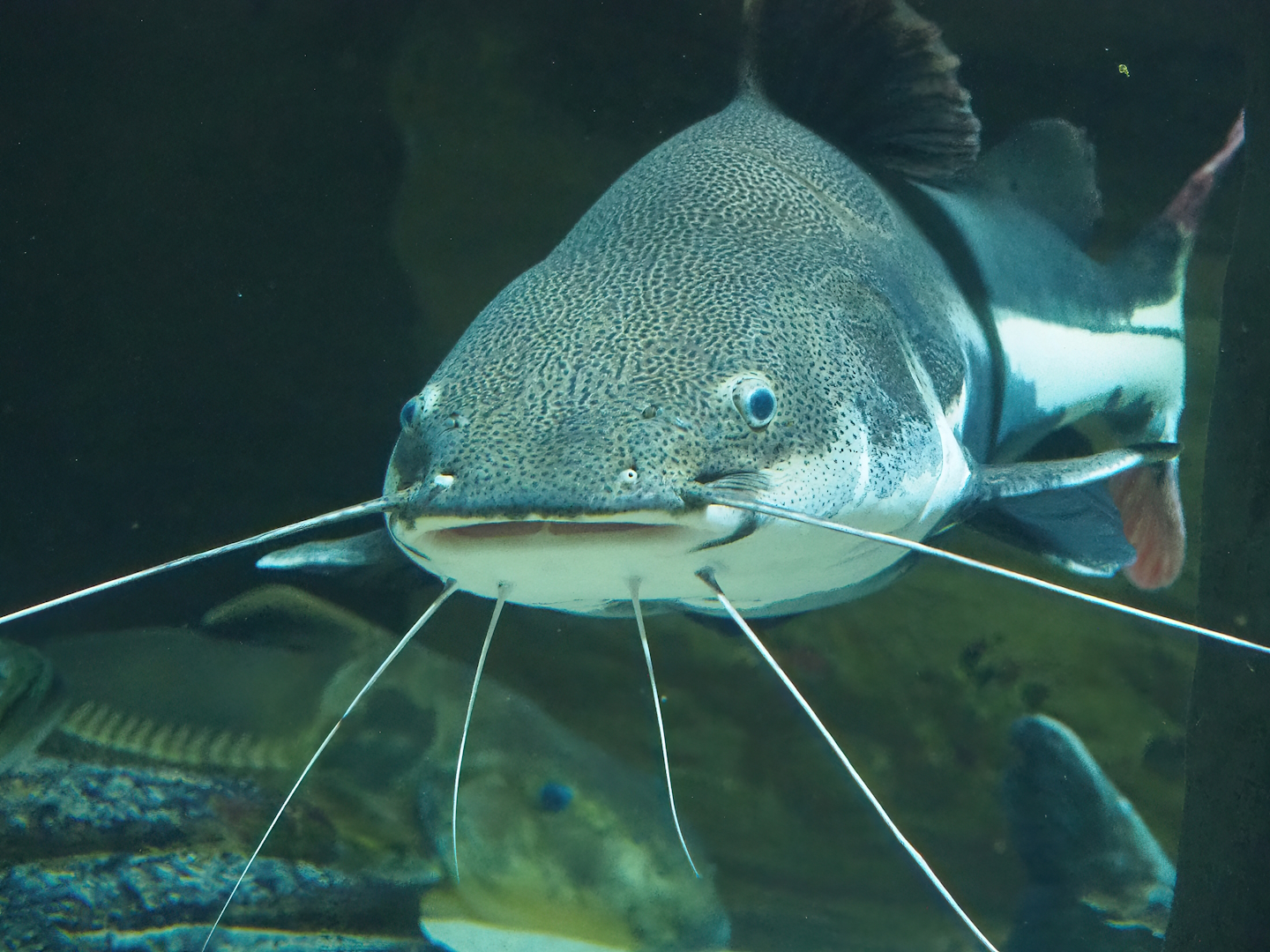 Redtail catfish (Phractocephalus hemioliopterus), 2022-09-04