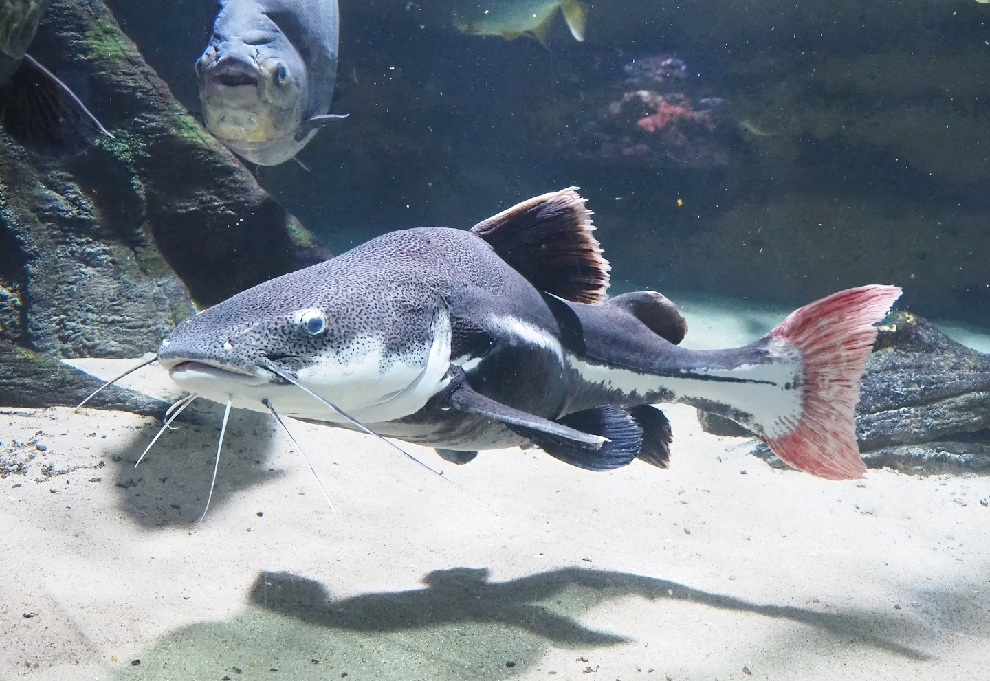 Redtail catfish (Phractocephalus hemioliopterus), 2022-10-29