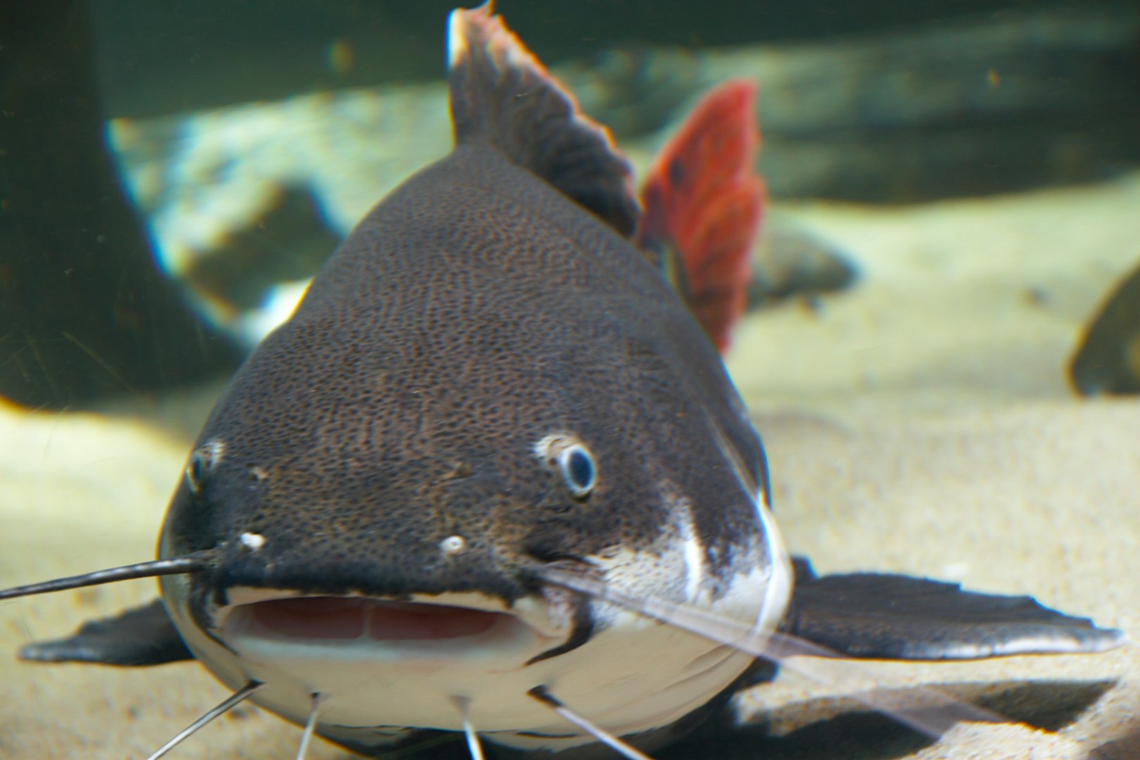 Redtail Catfish (Phractocephalus hemioliopterus), 2025-01-20