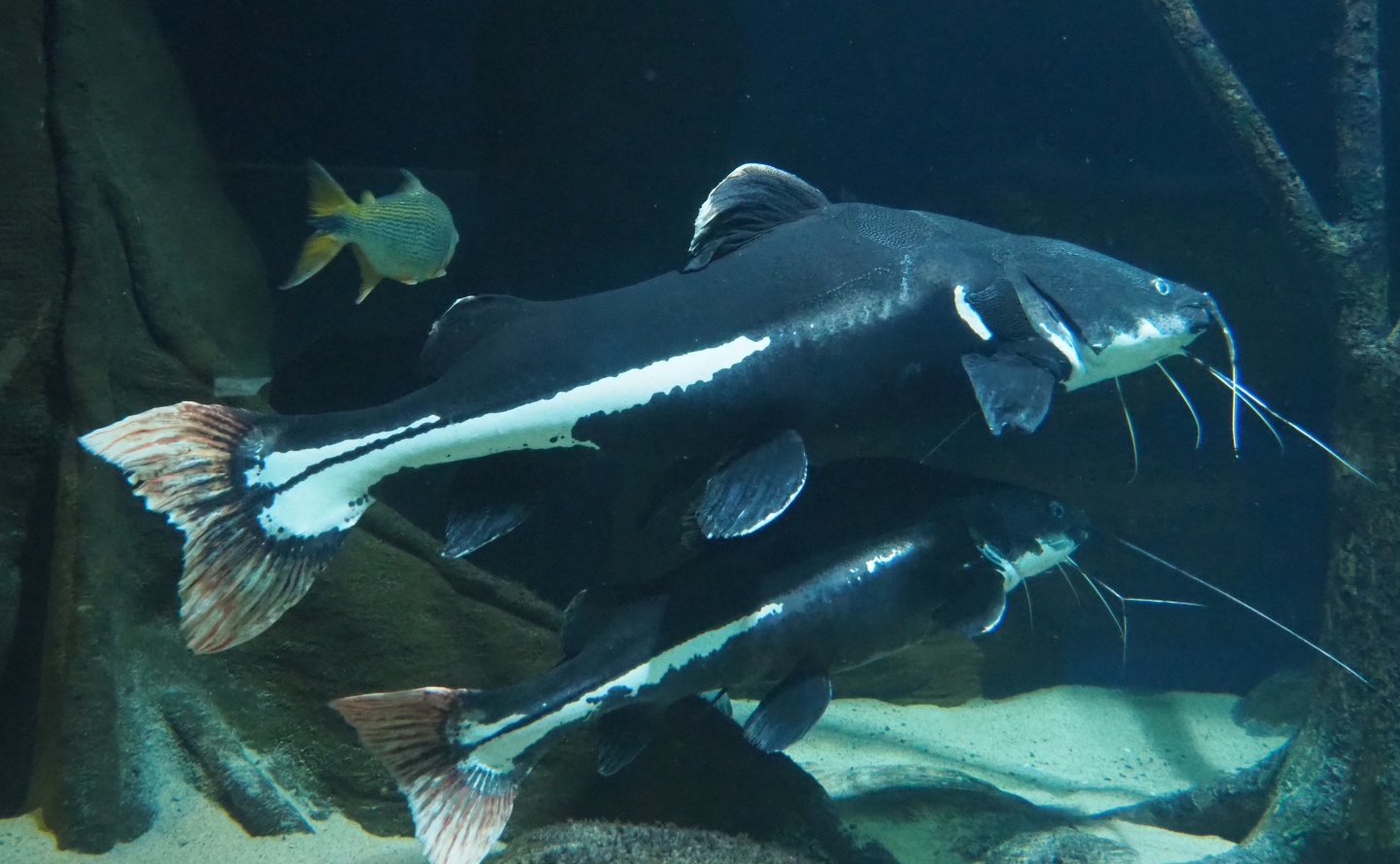 Redtail catfish Phractocephalus hemioliopterus (Feb 27th, 2019)