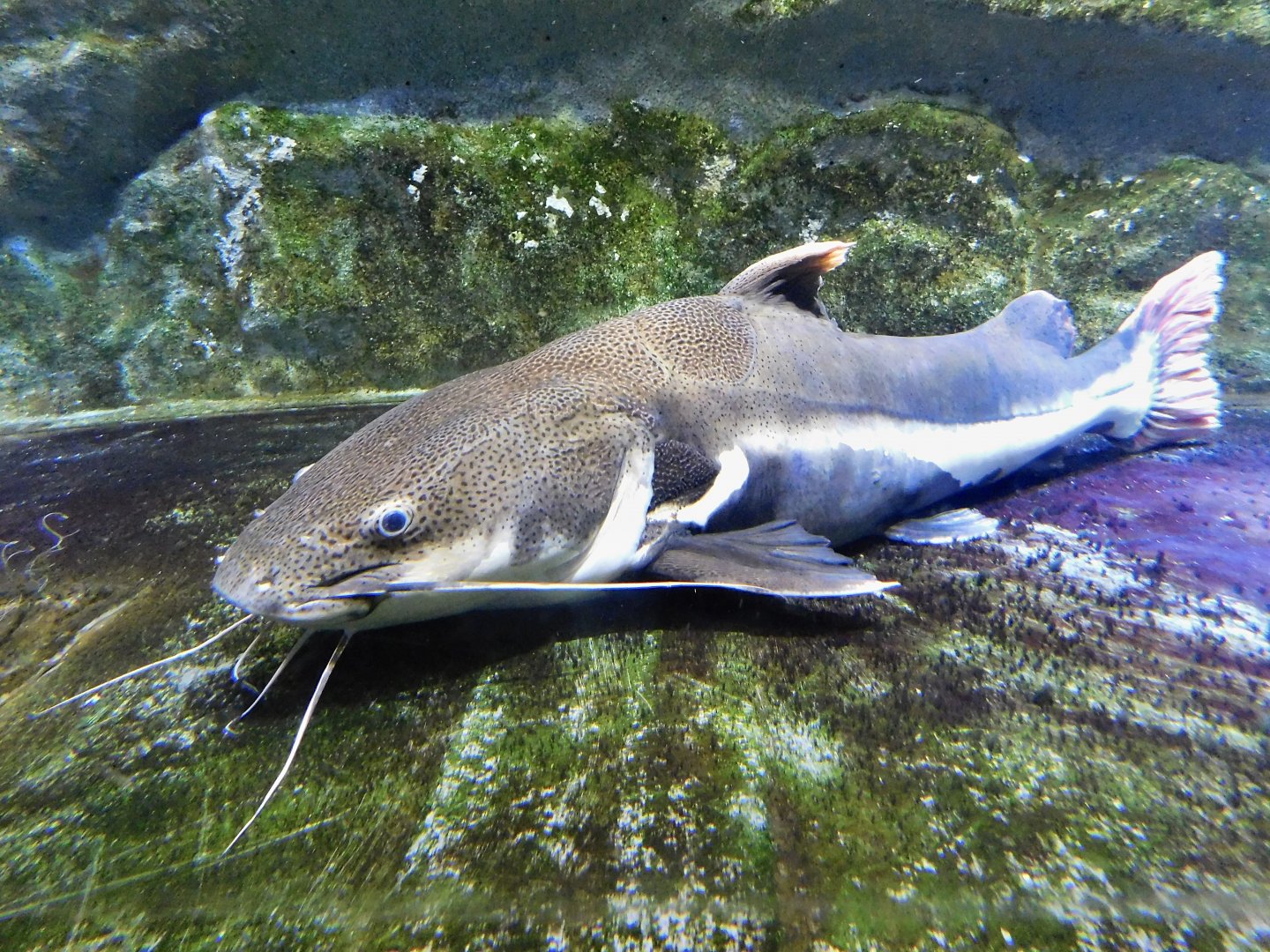 Redtail Catfish (Phractocephalus hemioliopterus) Kawasui Kawasaki Aquarium August 15, 2025