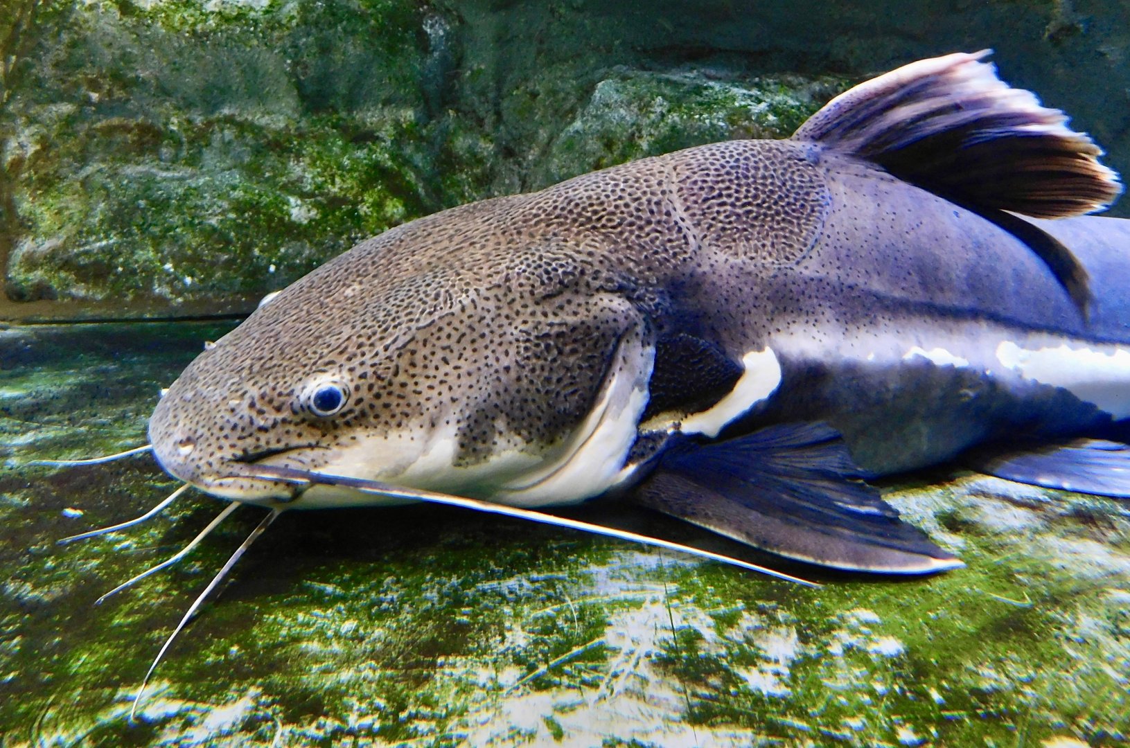 Redtail Catfish (Phractocephalus hemioliopterus) - Kawasui Kawasaki Aquarium November 19, 2025
