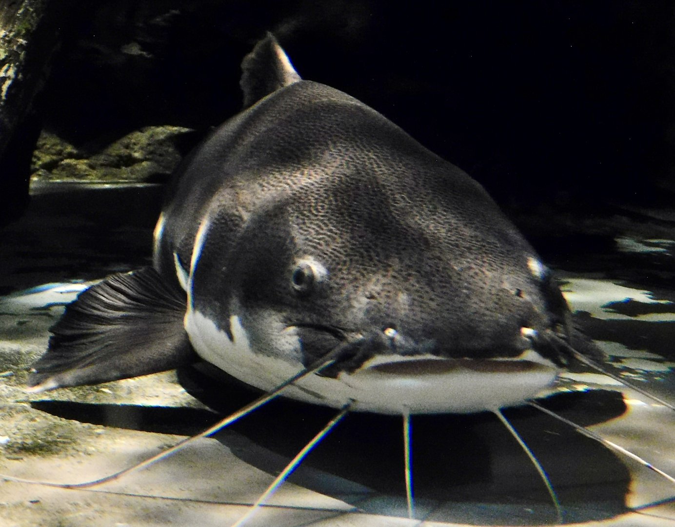 Redtail Catfish (Phractocephalus hemioliopterus) October 26, 2025