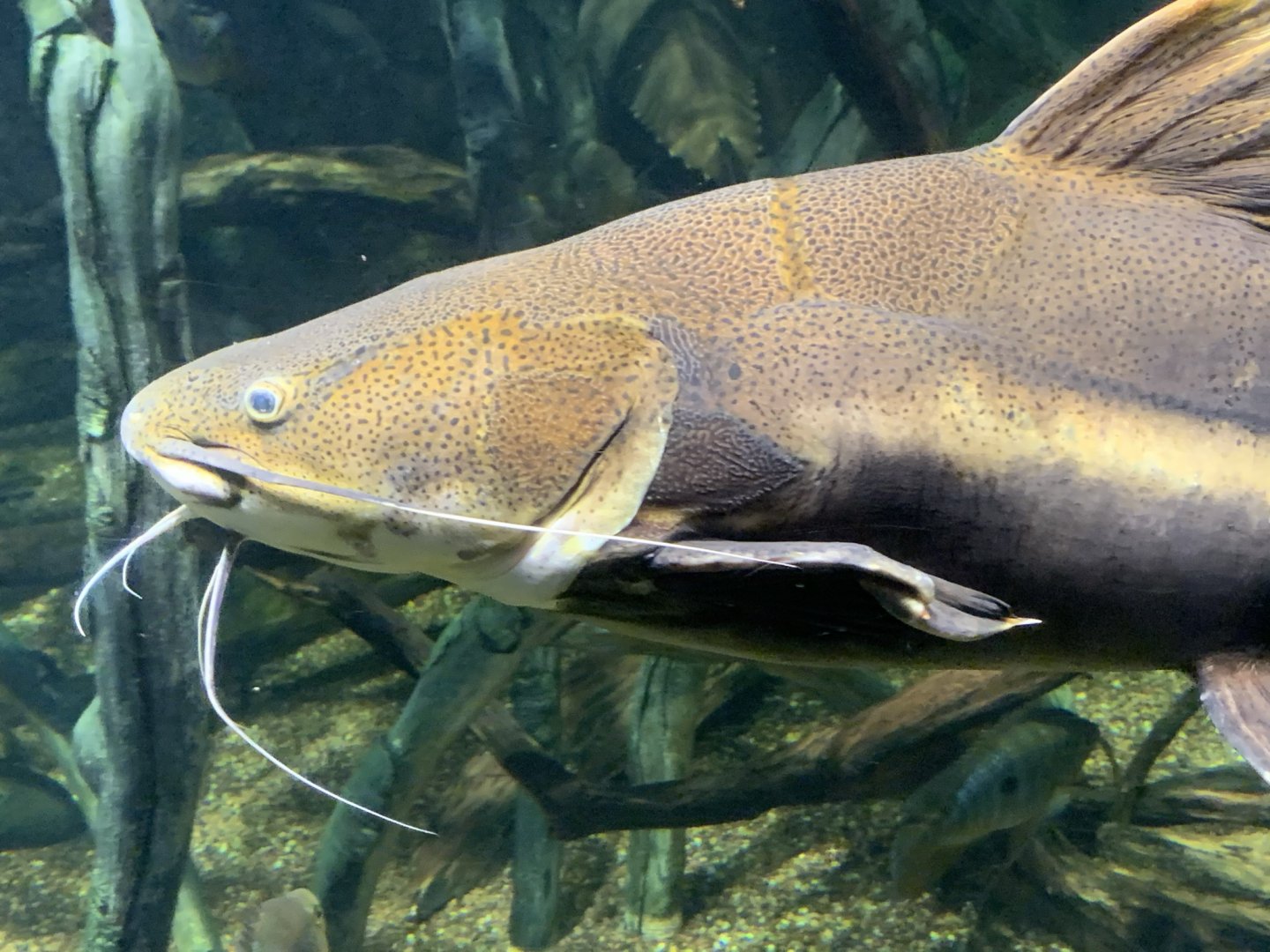 Redtail Catfish (Phractocephalus hemioliopterus)