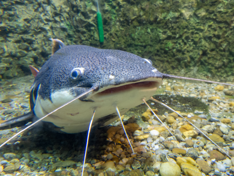 Redtail catfish / Phractocephalus hemioliopterus