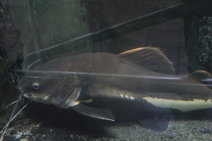 Redtail catfish (Phractocephalus hemioliopterus)