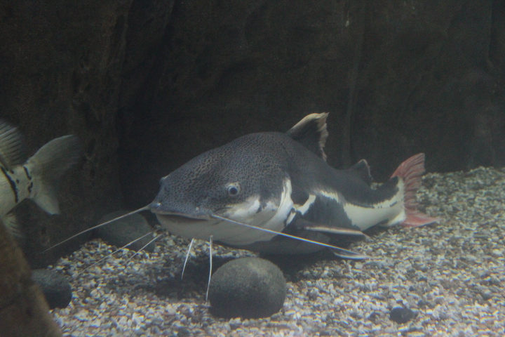 Redtail catfish (Phractocephalus hemioliopterus)