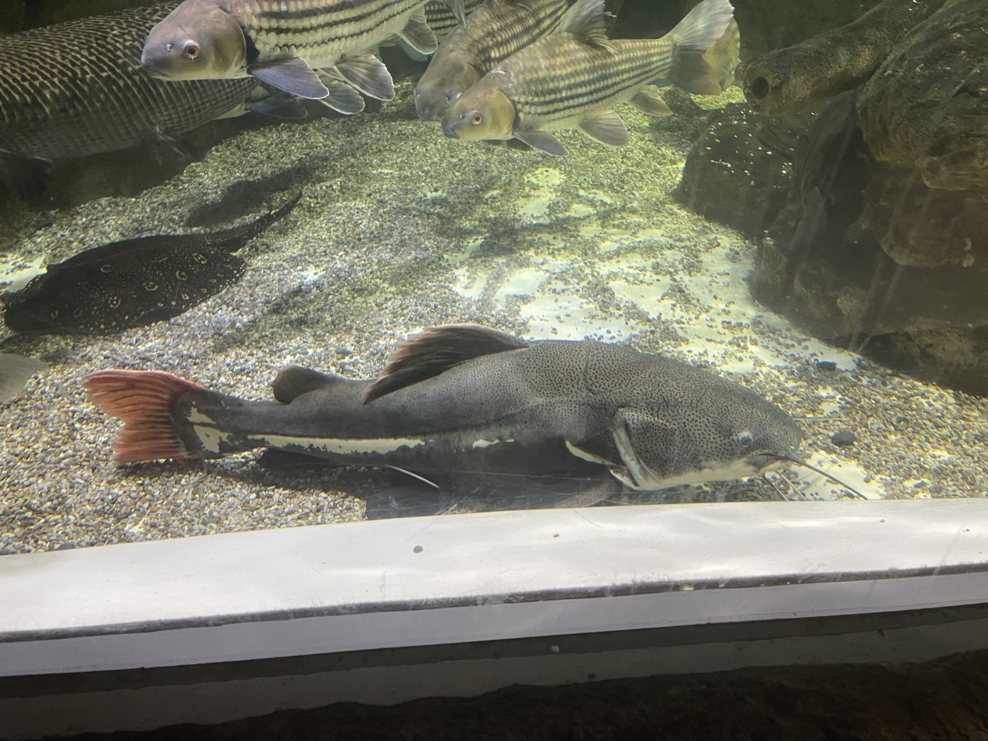 redtail catfish (phractocephalus hemioliopterus)