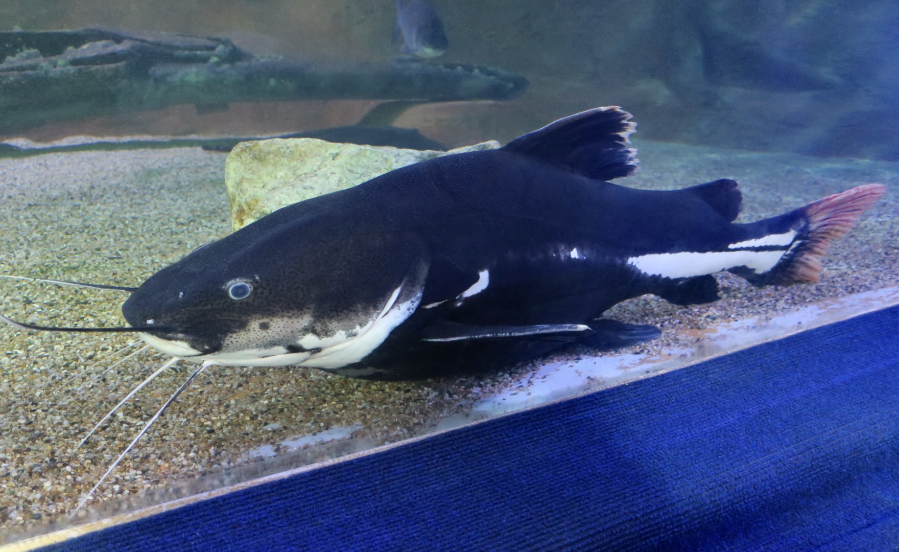 Redtail Catfish (Phractocephalus hemioliopterus)