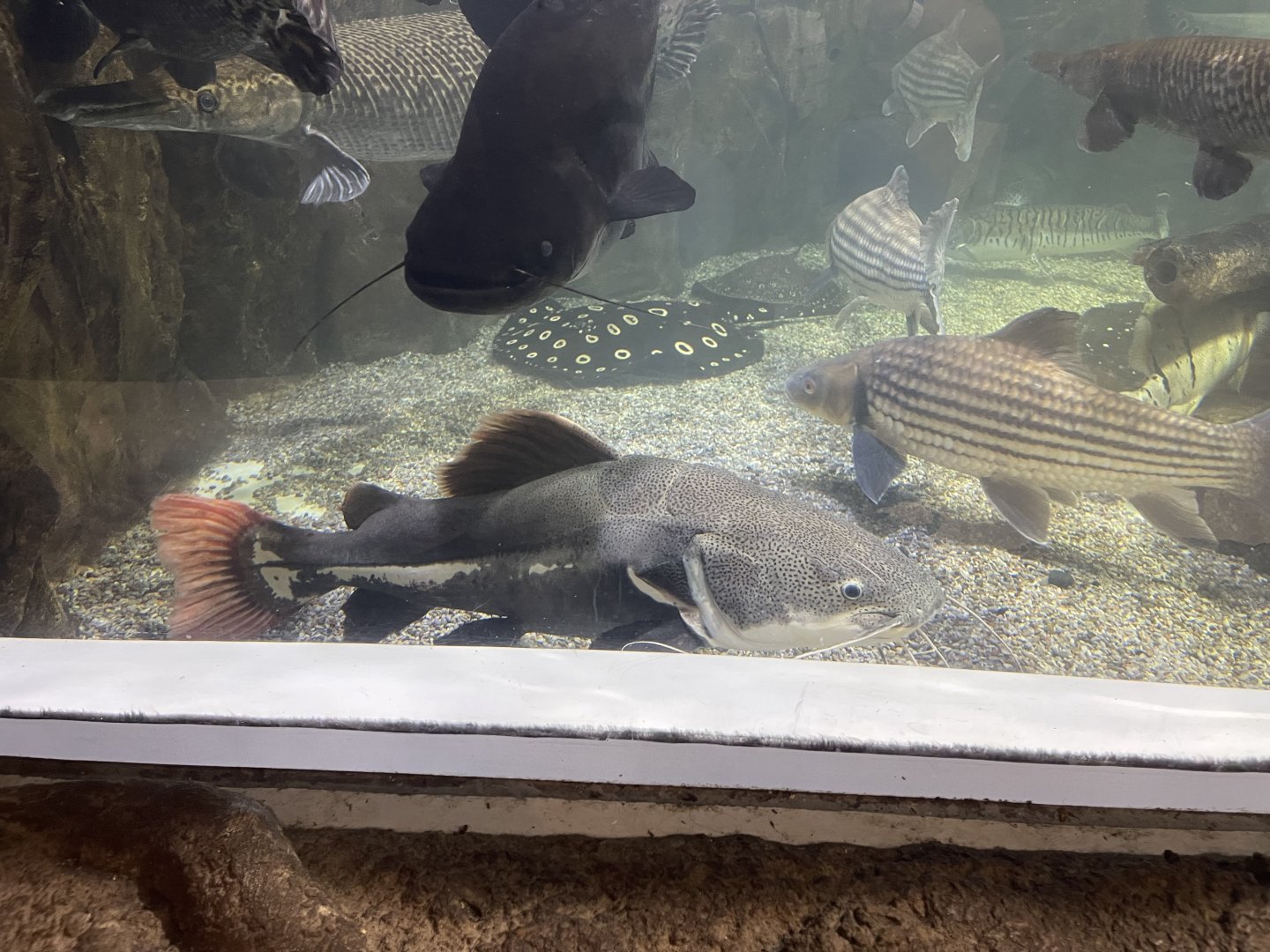 redtail catfish (phractocephalus hemioliopterus)