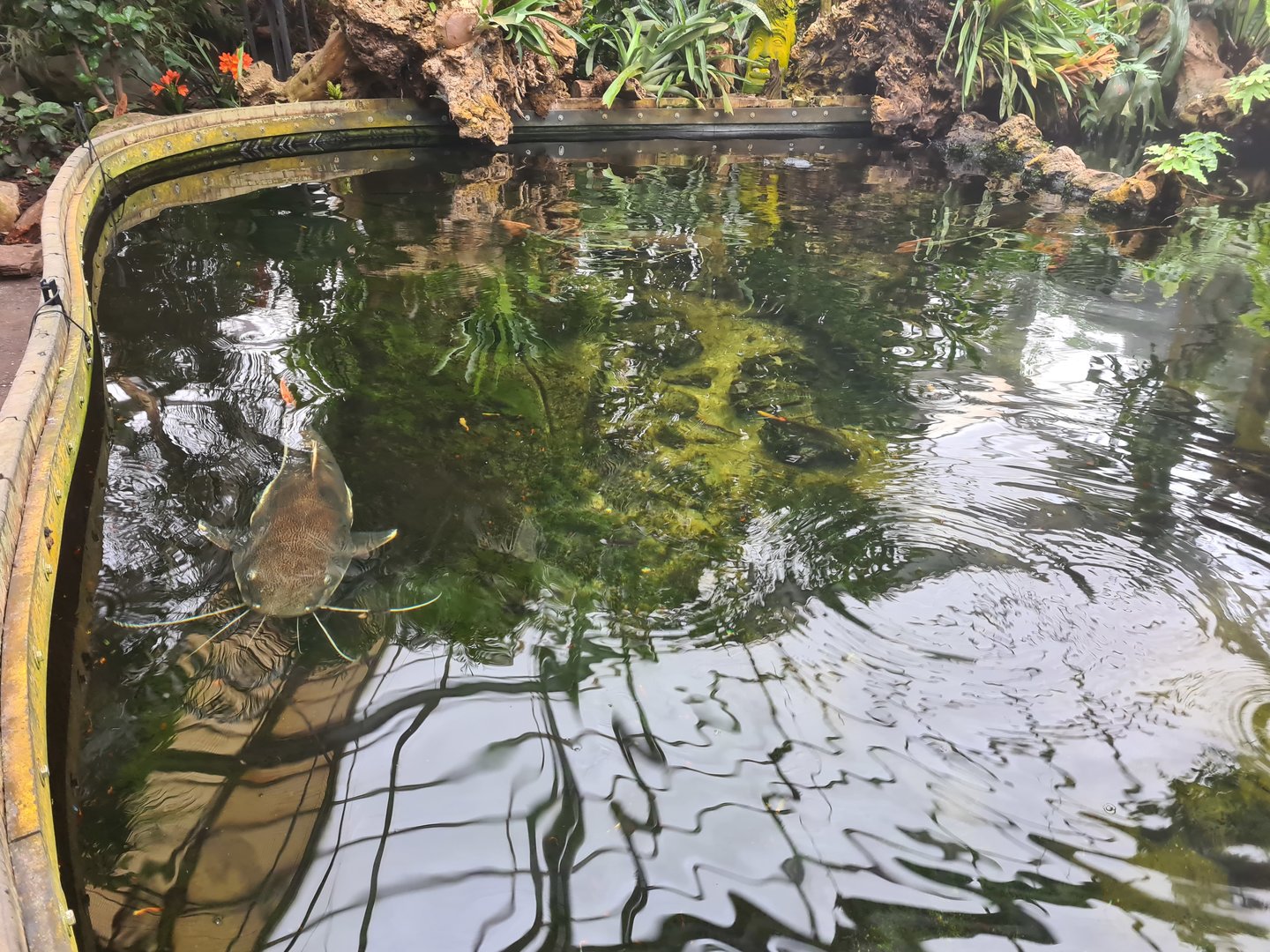 Redtail catfish pond in "Amazon" hall