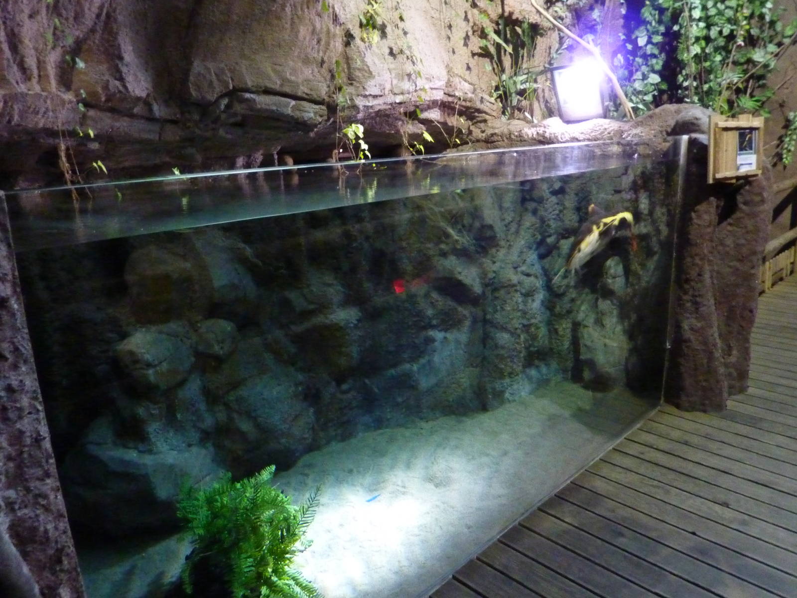 Redtail catfish tank, 10th April 2012