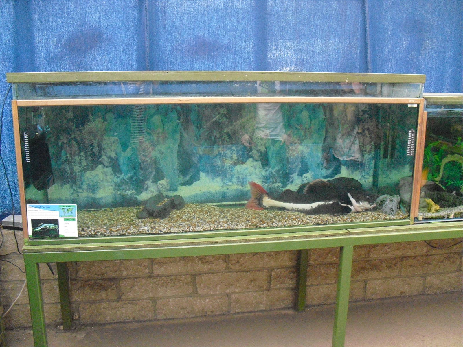 Redtail Catfish Tank - 16/10/2011