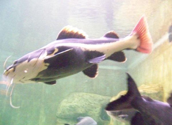Redtail Catfish