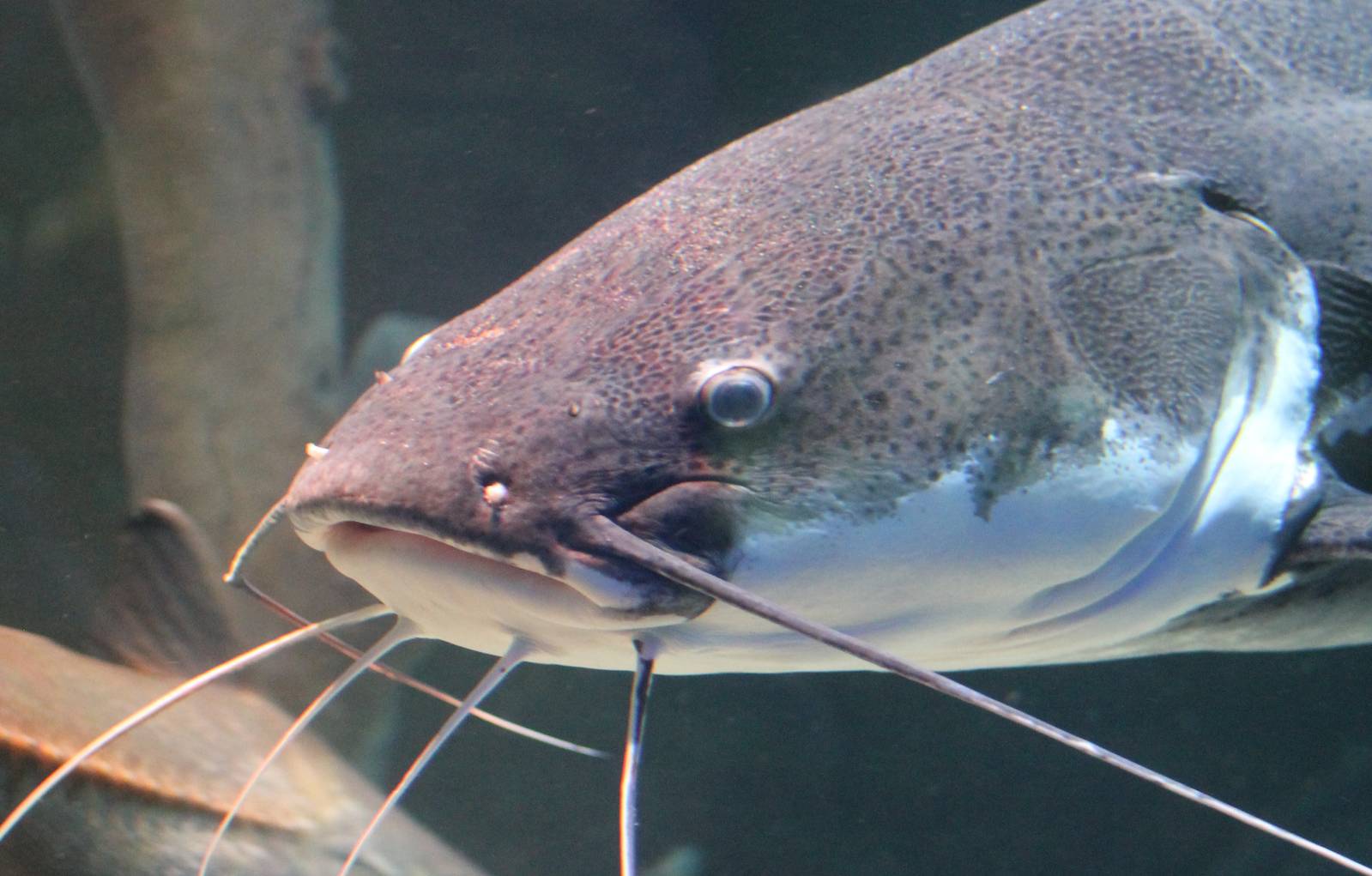 Redtail catfish