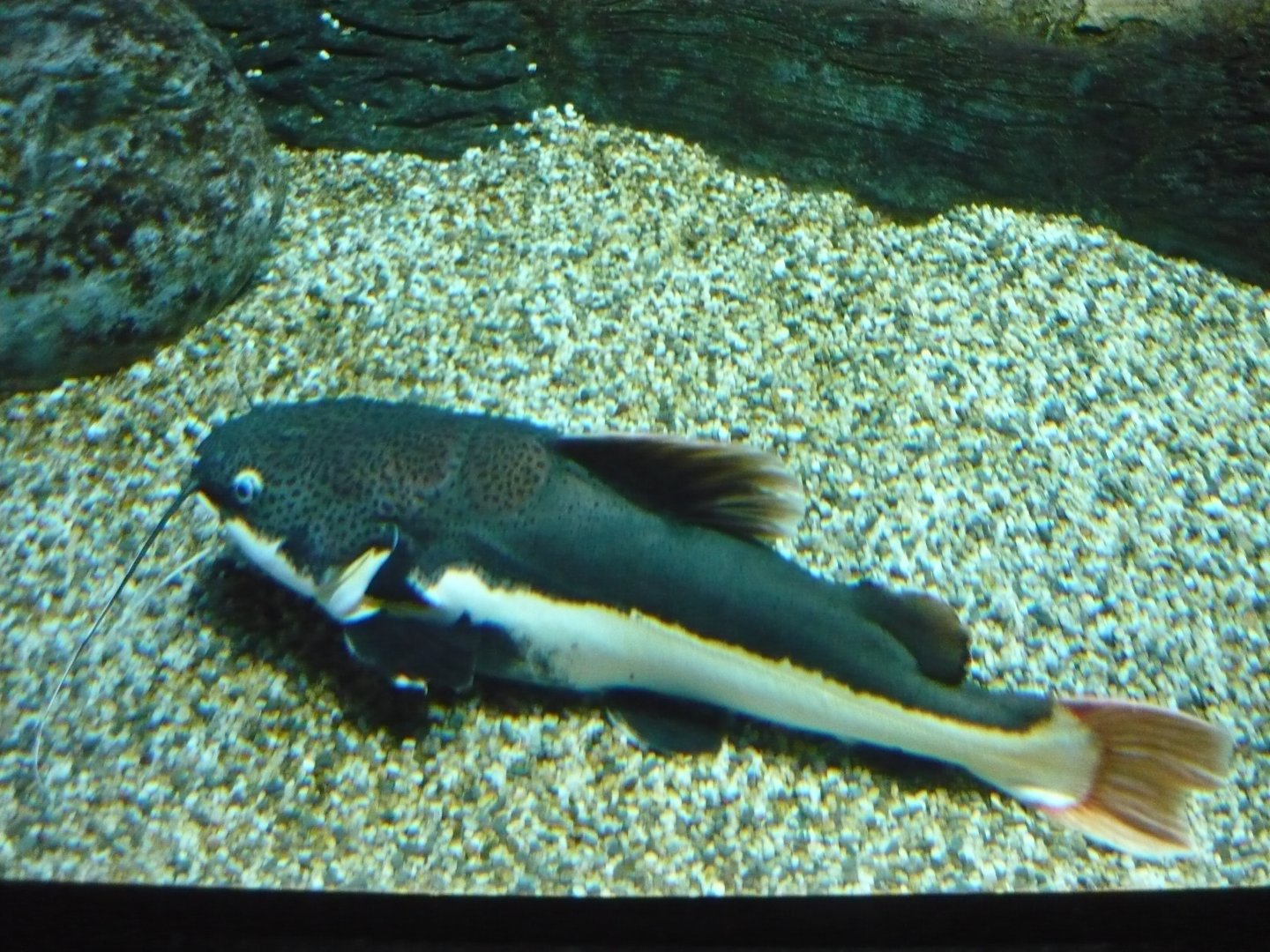 Redtail catfish