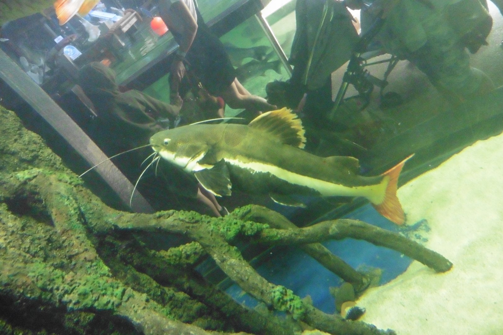 Redtail Catfish