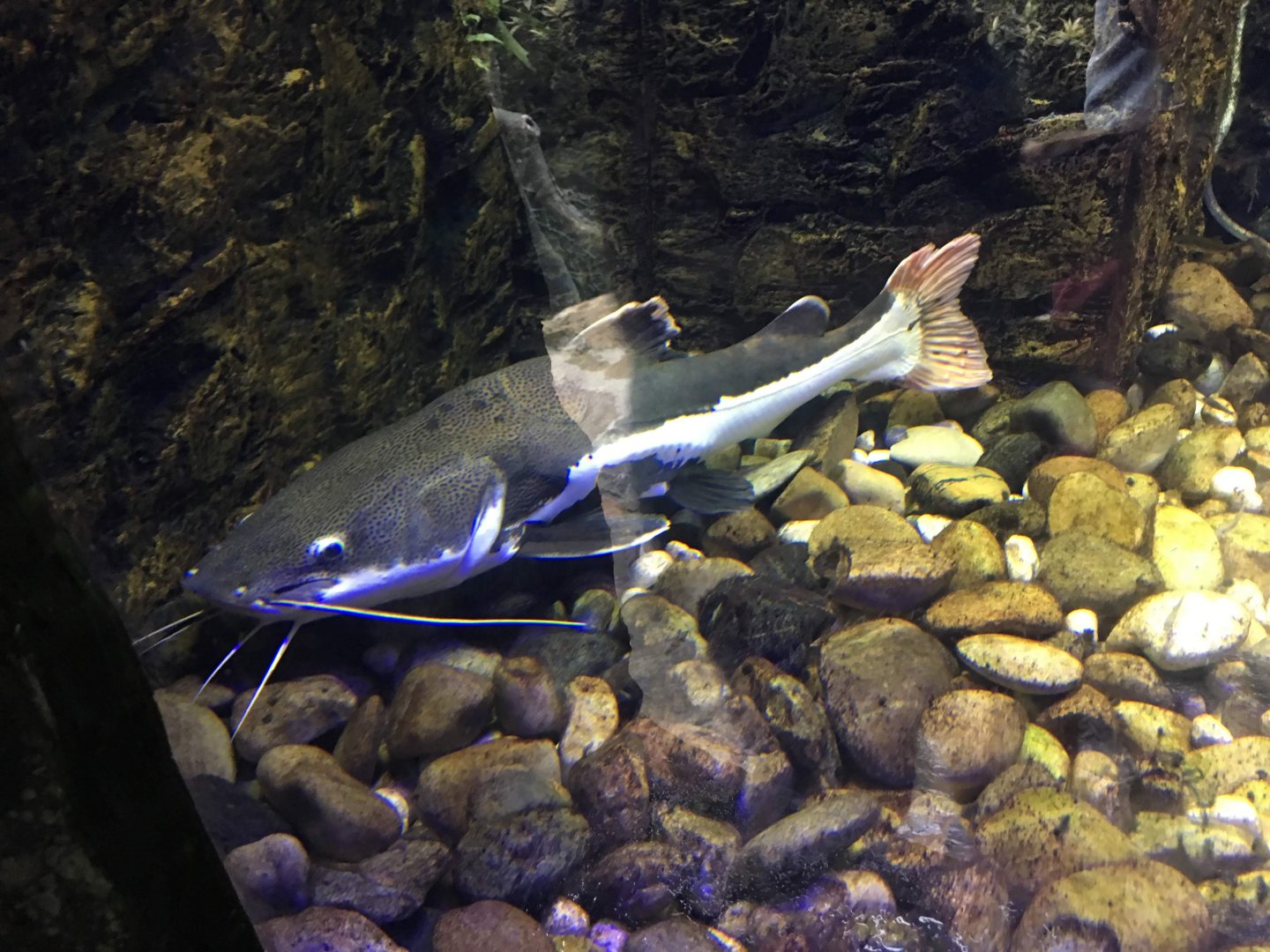 Redtail Catfish