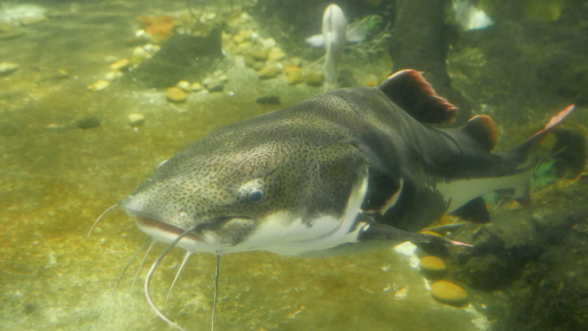 Redtail Catfish