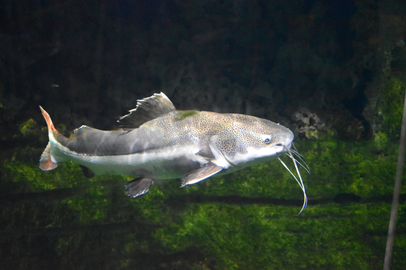 Redtail catfish