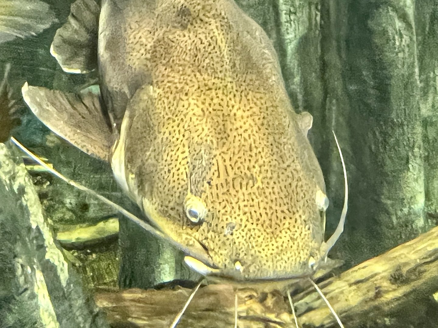 Redtail Catfish