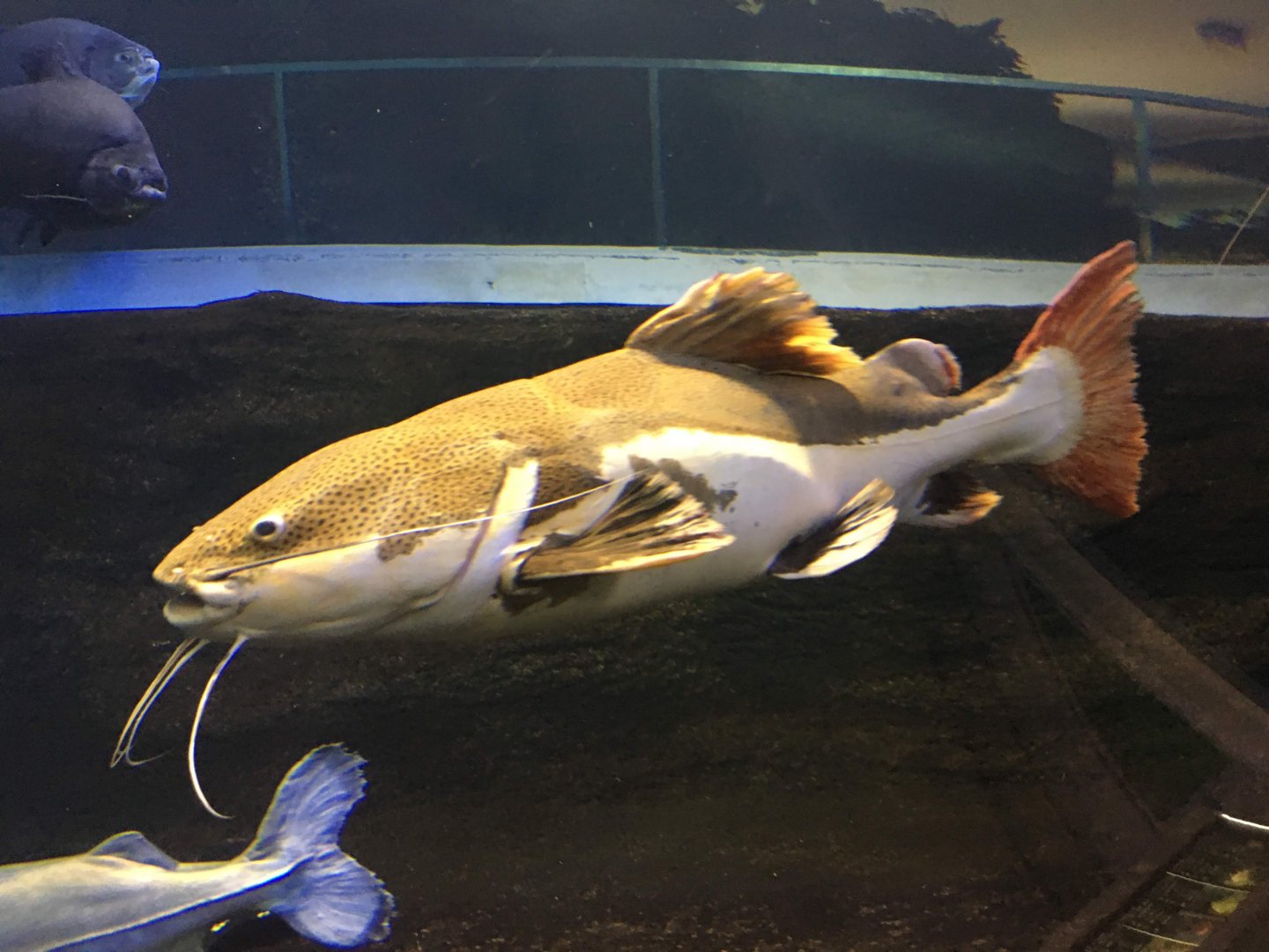 Redtail Catfish