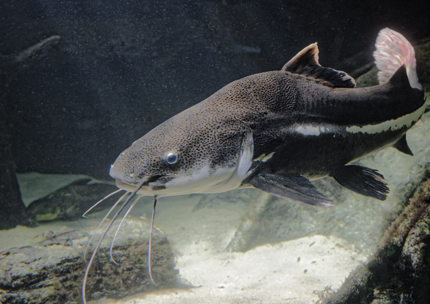 Redtail catfish