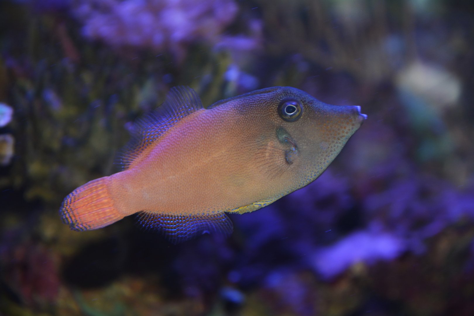 Redtail filefish (Pervagor melanocephalus)