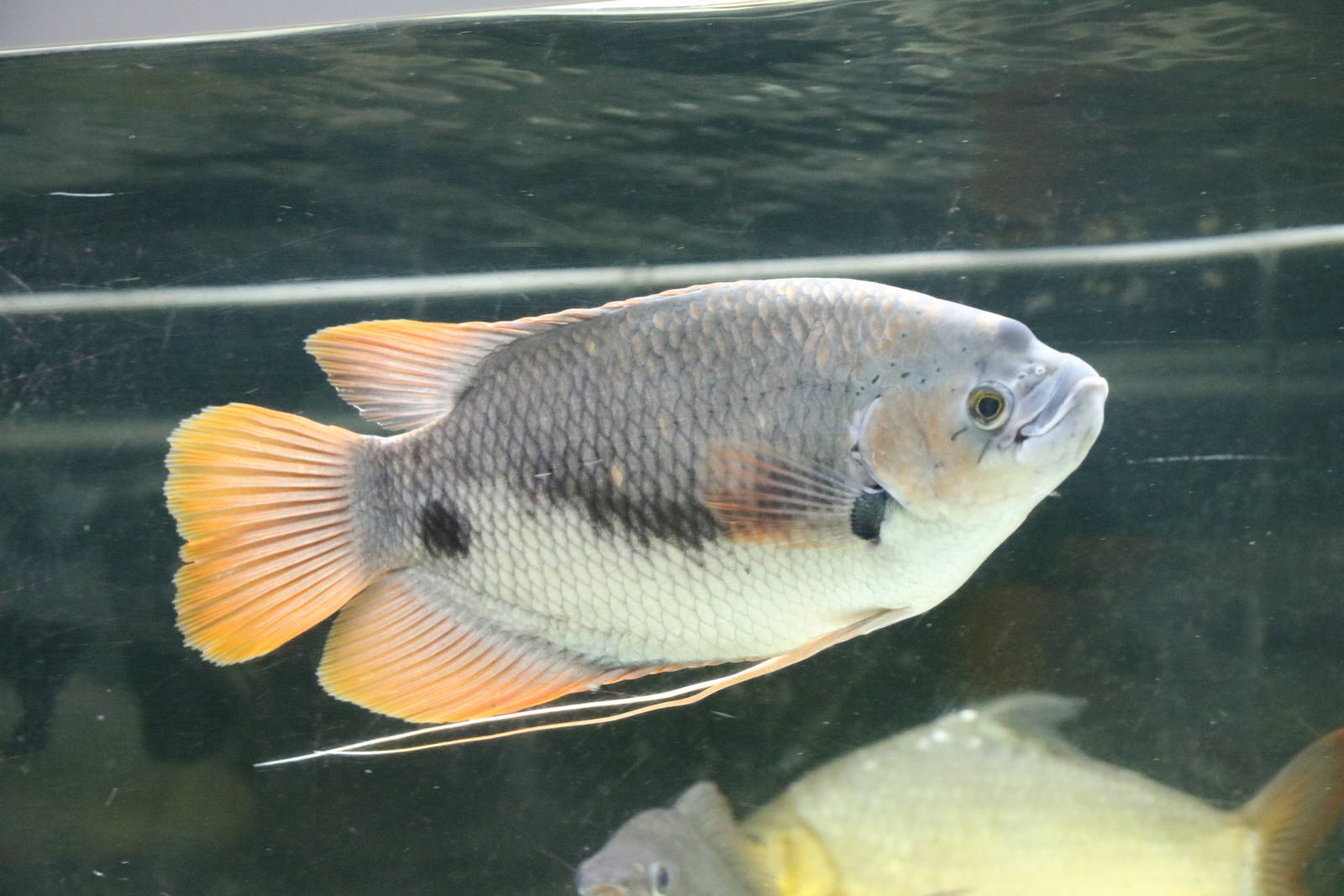 Redtail giant gourami - Tokyo Tower Aquarium, February 2016