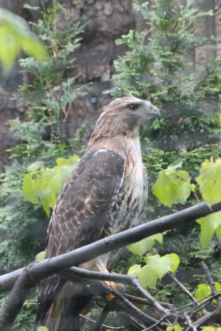 Redtail hawk