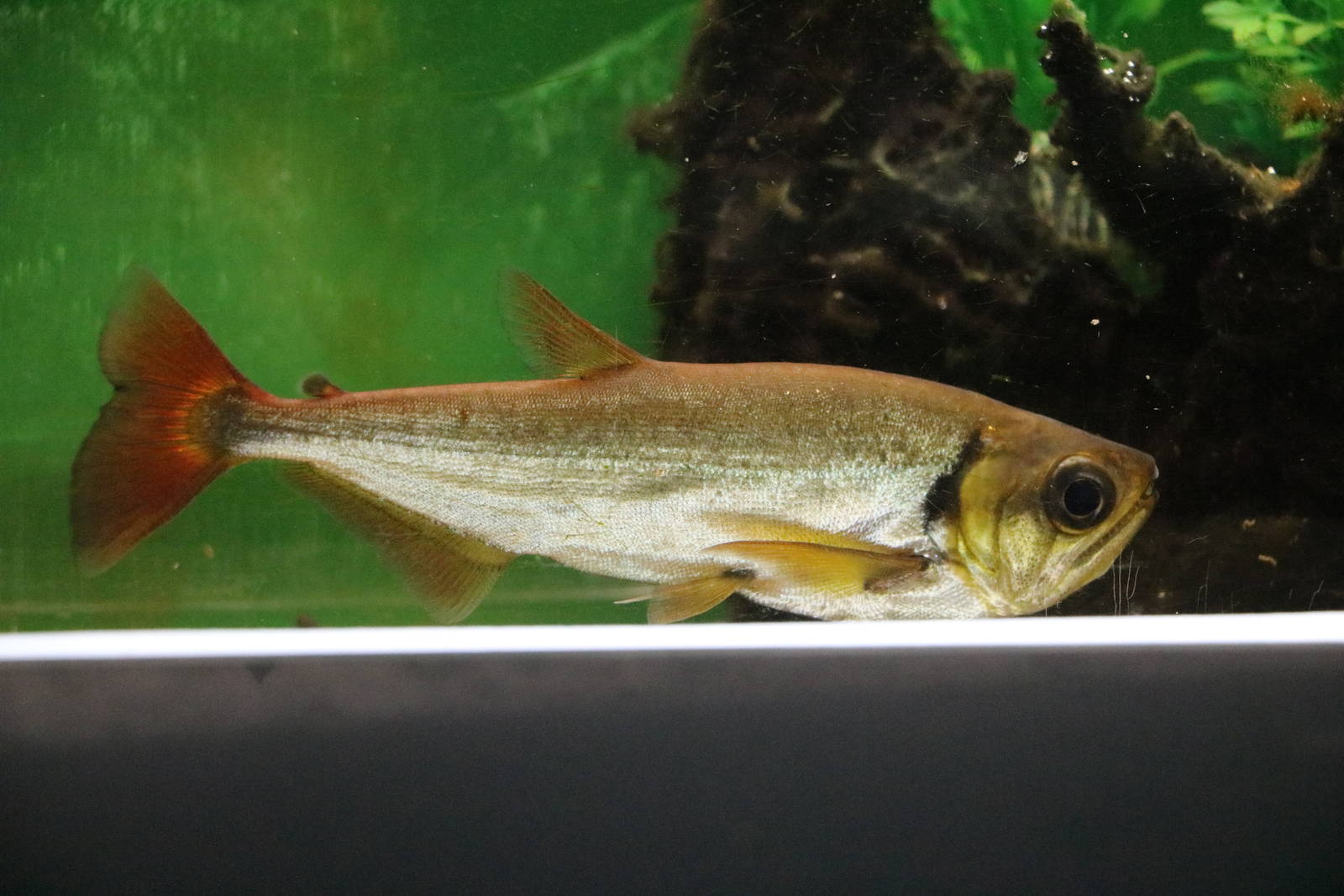 Redtail payara - Tokyo Tower Aquarium, February 2016
