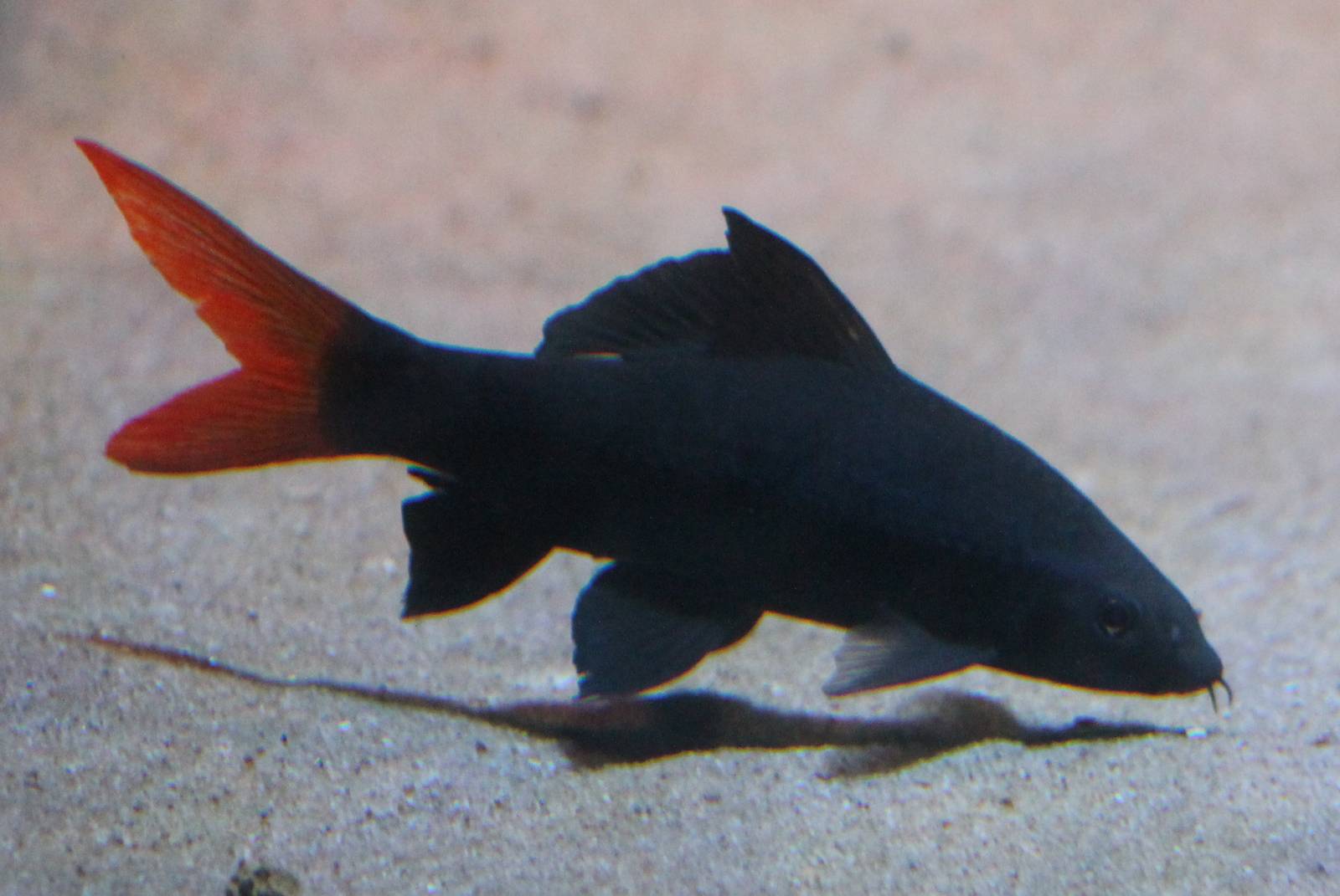Redtail sharkminnow